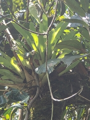 Tillandsia complanata
