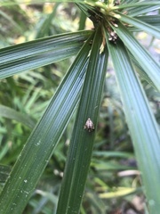 Acanthepeira stellata