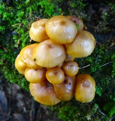 Galerina patagonica