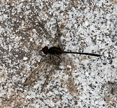 Dythemis sterilis