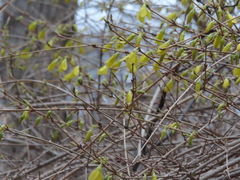 Forsythia × intermedia