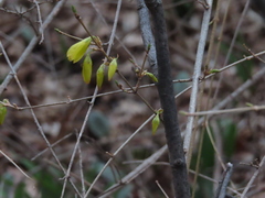 Forsythia × intermedia