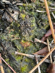 Drosera capillaris