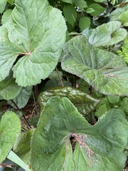 Ligularia dentata