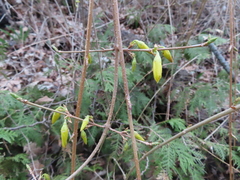 Forsythia × intermedia
