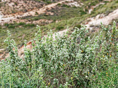 Pseudodictamnus hirsutus