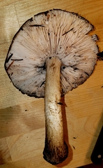 Pluteus exilis