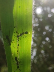 Dolichoderus attelaboides