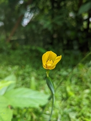 Trimezia steyermarkii
