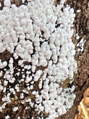 Ceratiomyxa fruticulosa
