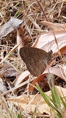 Yphthimoides celmis