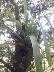 Guzmania gloriosa