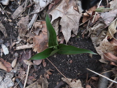 Trillium grandiflorum