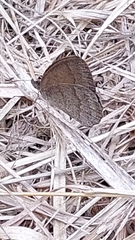 Yphthimoides celmis