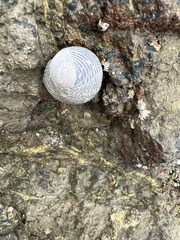 Nerita scabricosta