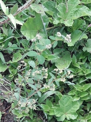 Euphorbia lasiocarpa