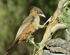 Pseudoseisura lophotes