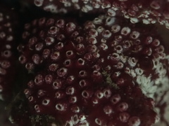 Botrylloides diegensis