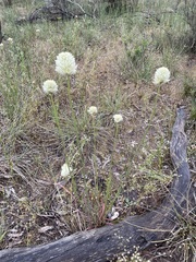 Ptilotus macrocephalus