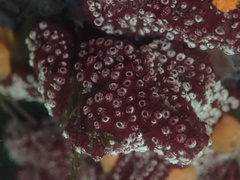 Botrylloides diegensis