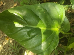 Philodendron erubescens