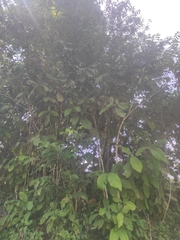 Coffea arabica