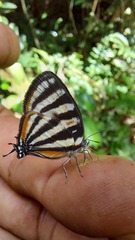 Arawacus lincoides