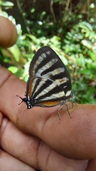 Arawacus lincoides