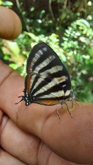Arawacus lincoides