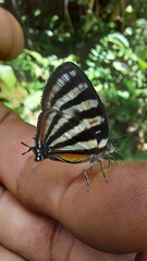 Arawacus lincoides