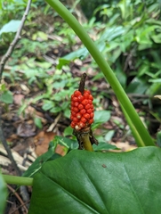 Alocasia