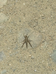 Abracris flavolineata