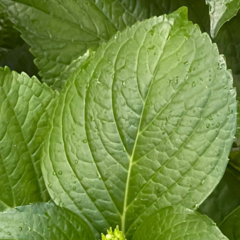 Coleus monostachyus