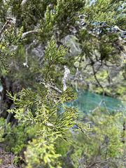 Colletia hystrix