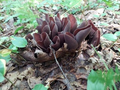 Wynnea americana