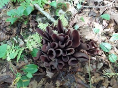 Wynnea americana