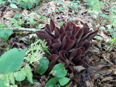 Wynnea americana
