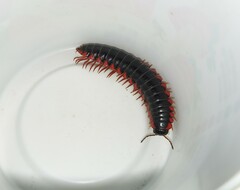 Rudiloria kleinpeteri