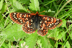 Euphydryas anicia