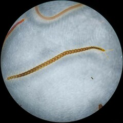 Strigamia branneri