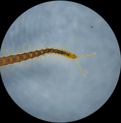 Strigamia branneri