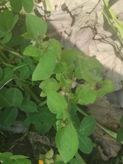 Acalypha alopecuroidea