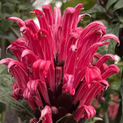 Justicia carnea