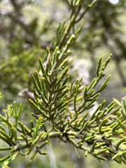 Colletia hystrix