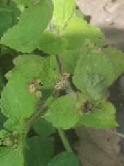 Acalypha alopecuroidea