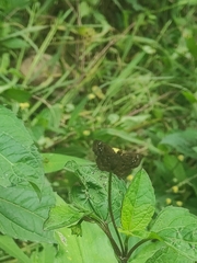 Bolla