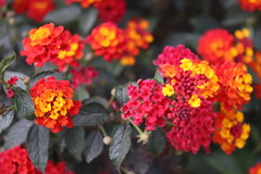 Lantana horrida