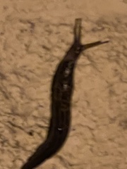 Limax maximus