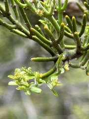 Colletia hystrix