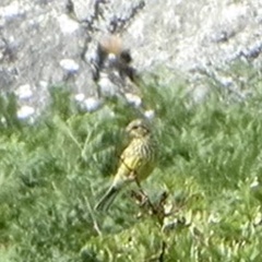 Emberiza citrinella caliginosa